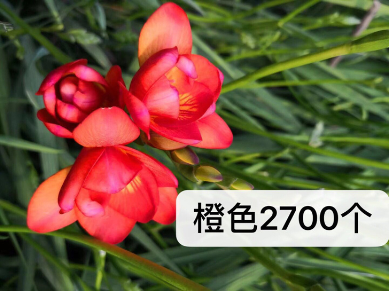 香雪兰种球