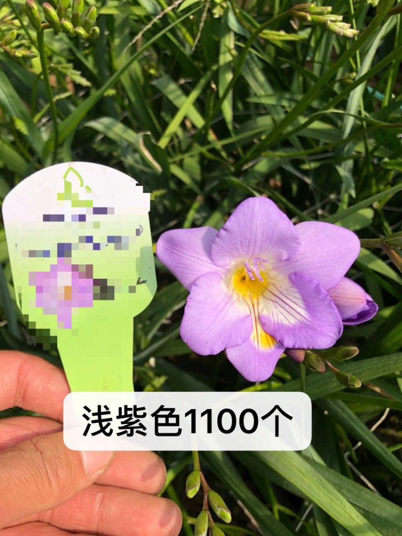 香雪兰种球