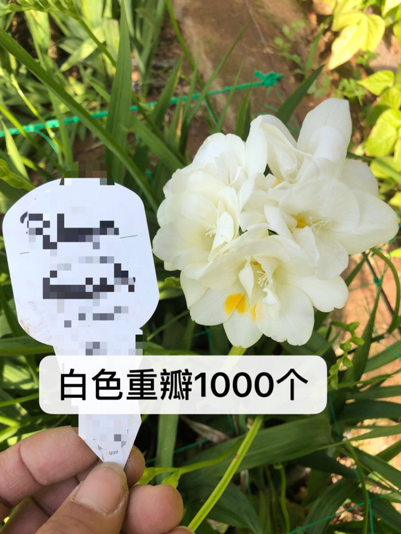 香雪兰种球