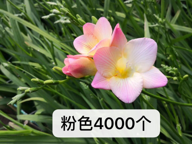 香雪兰种球