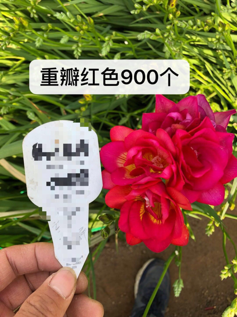 香雪兰种球