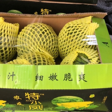 特小凤(小兰)东台西瓜3斤打底9成熟1茬