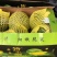 特小凤(小兰)东台西瓜3斤打底9成熟1茬