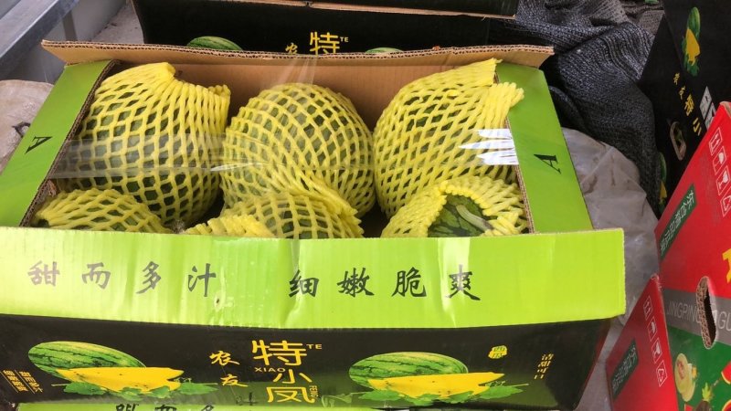 特小凤(小兰)东台西瓜3斤打底9成熟1茬