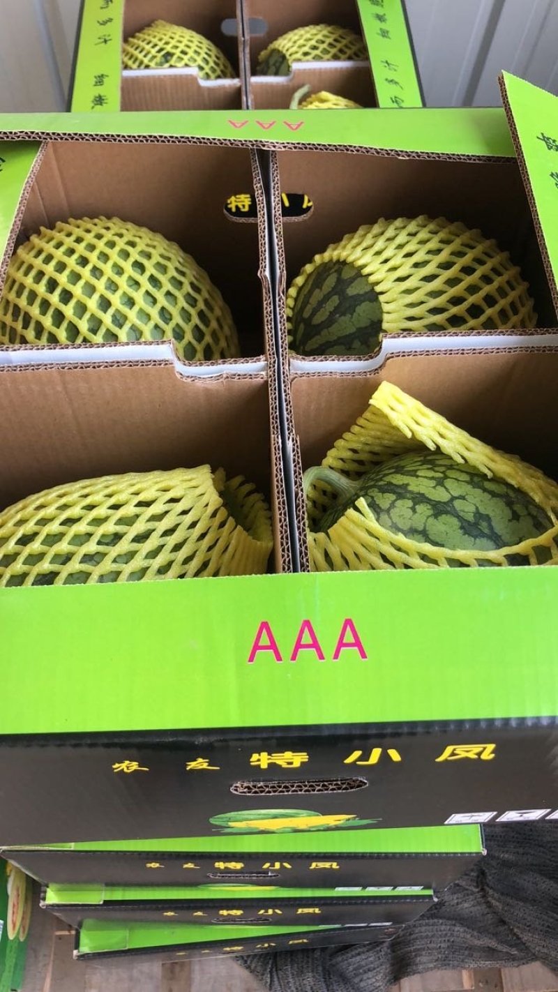 特小凤(小兰)东台西瓜3斤打底9成熟1茬
