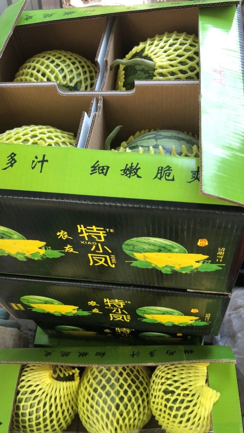 特小凤(小兰)东台西瓜3斤打底9成熟1茬