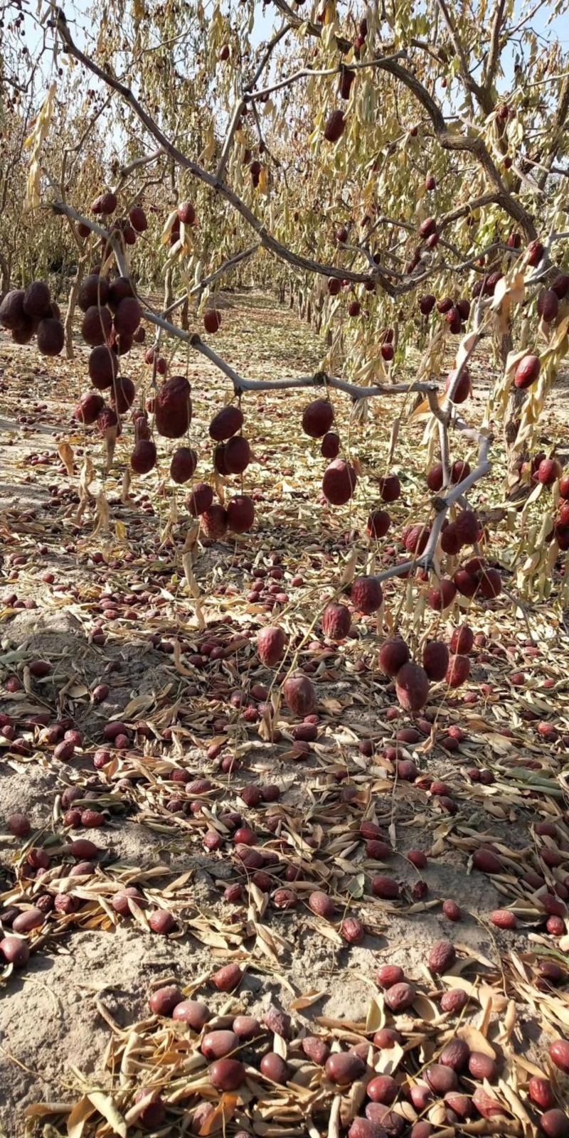 新疆原生态未清洗的吊干灰枣，干度8成，筛选后的通货！