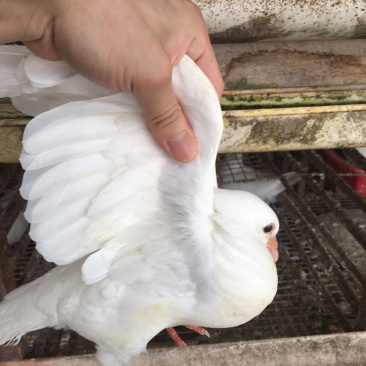 自家大型养殖户长期供应特靓丰毛白鸽鸽子