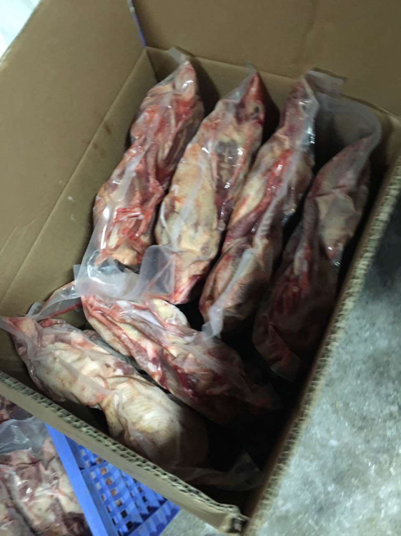 新鲜肉鸽长期大量供应15只包邮