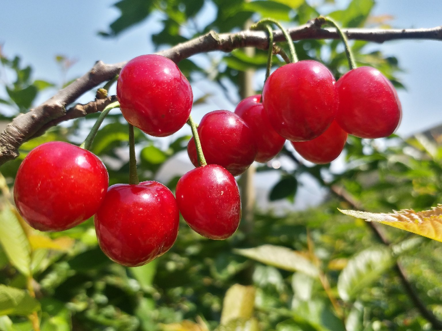 游客在红天桃果园中进行采摘活动,现场气氛热烈,果实饱满诱人 红天桃采摘现场