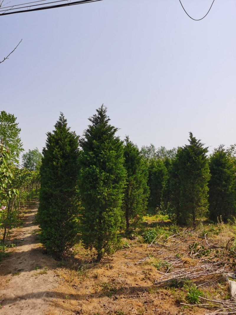 供应50一450公分高度蜀桧，蜀桧价格蜀桧行情欢迎来电