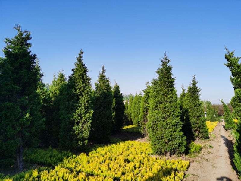 供应50一450公分高度蜀桧，蜀桧价格蜀桧行情欢迎来电