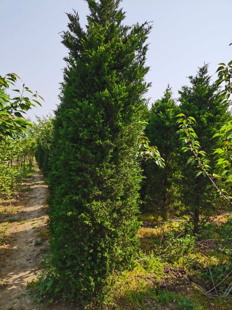 供应50一450公分高度蜀桧，蜀桧价格蜀桧行情欢迎来电