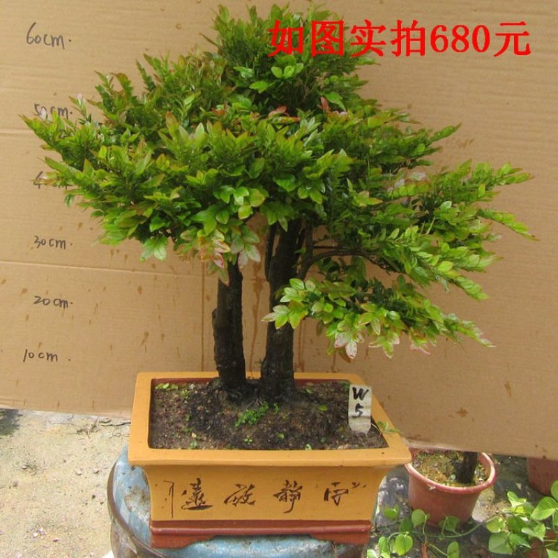 老桩小叶檀香紫檀树桩盆景室内桌面吸甲醛绿植四季常青植物黑