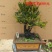 老桩小叶檀香紫檀树桩盆景室内桌面吸甲醛绿植四季常青植物黑