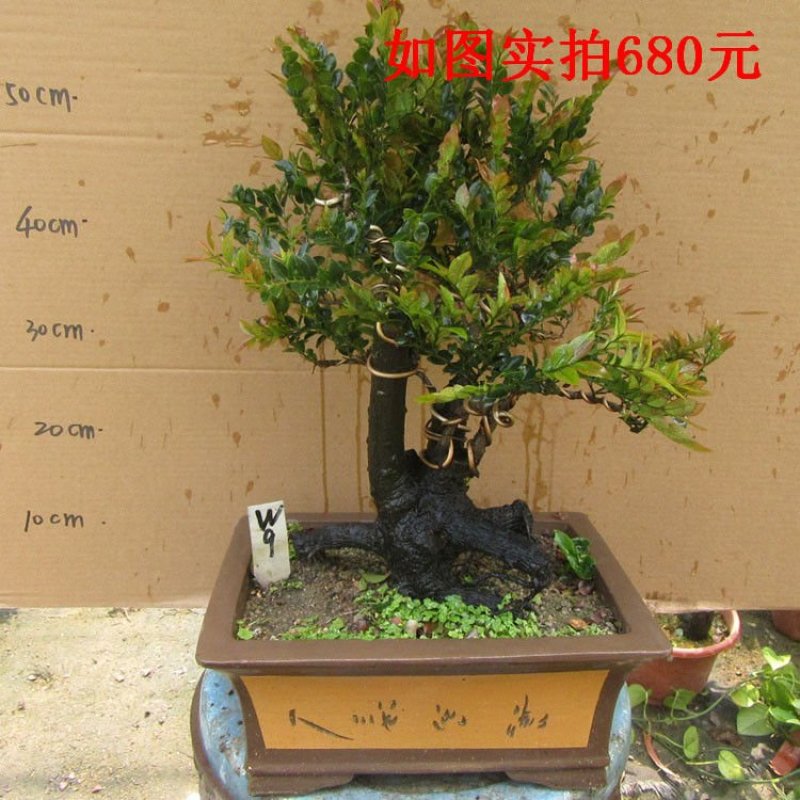 老桩小叶檀香紫檀树桩盆景室内桌面吸甲醛绿植四季常青植物黑