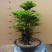 老桩小叶檀香紫檀树桩盆景室内桌面吸甲醛绿植四季常青植物黑
