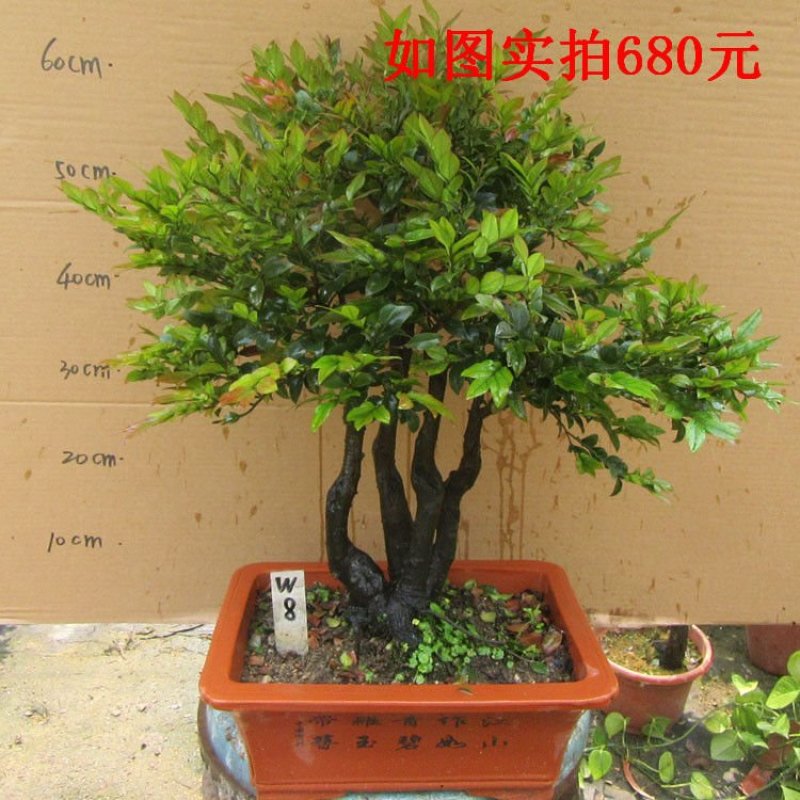 老桩小叶檀香紫檀树桩盆景室内桌面吸甲醛绿植四季常青植物黑