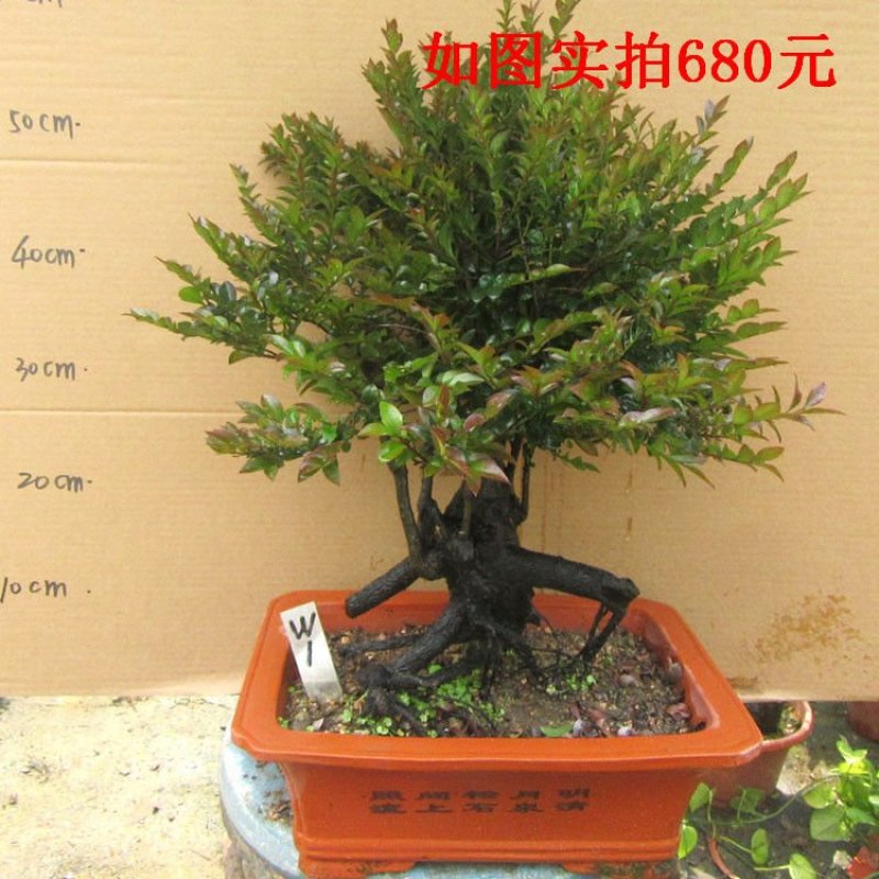 老桩小叶檀香紫檀树桩盆景室内桌面吸甲醛绿植四季常青植物黑