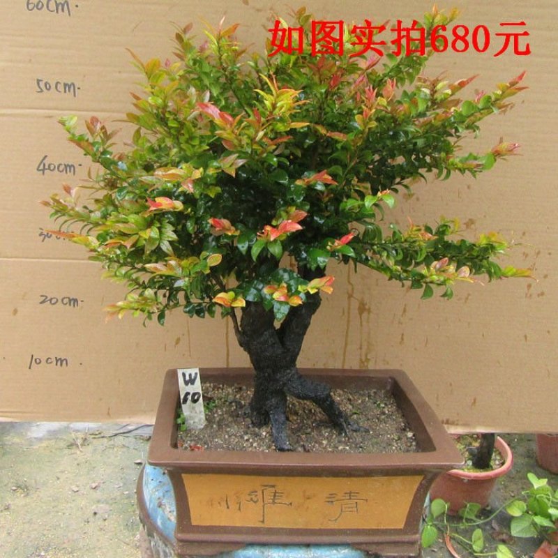 老桩小叶檀香紫檀树桩盆景室内桌面吸甲醛绿植四季常青植物黑