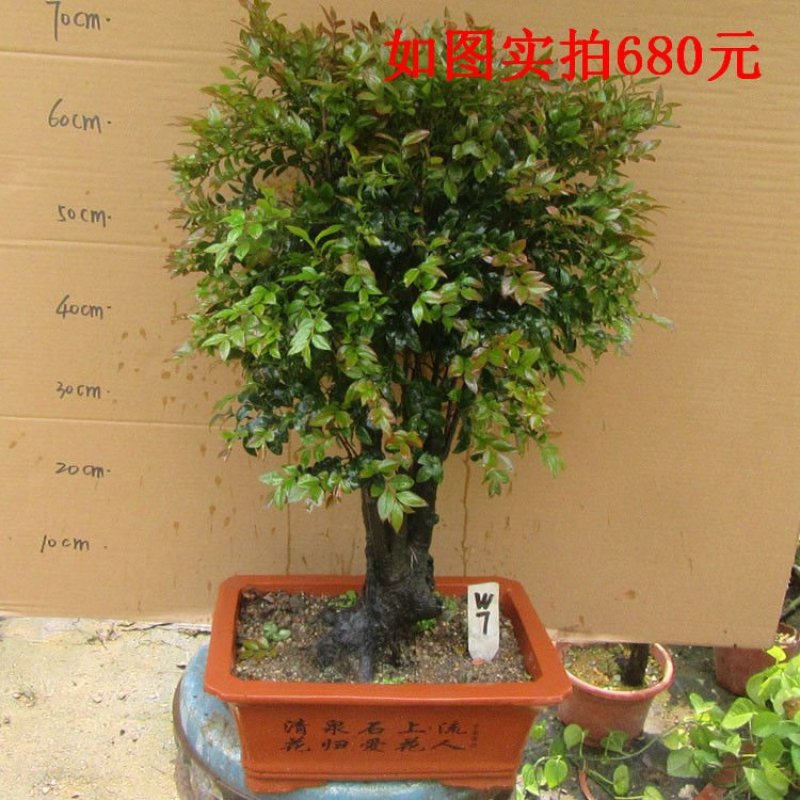 老桩小叶檀香紫檀树桩盆景室内桌面吸甲醛绿植四季常青植物黑
