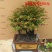 老桩小叶檀香紫檀树桩盆景室内桌面吸甲醛绿植四季常青植物黑