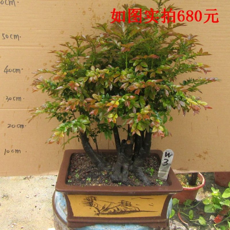 老桩小叶檀香紫檀树桩盆景室内桌面吸甲醛绿植四季常青植物黑
