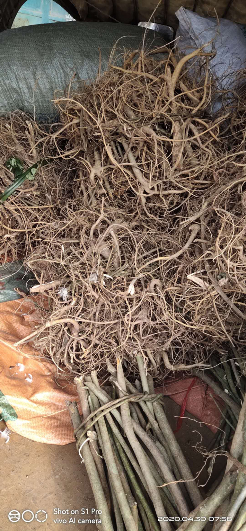 白花牛奶根