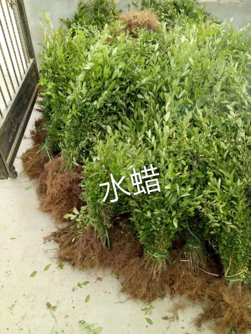 【推荐】精选水蜡球女贞基地直销大量上市，为采购方提供