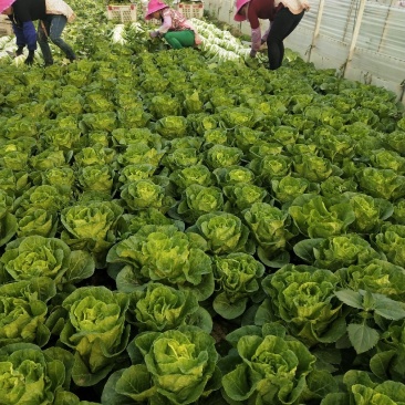 云南哪里批发蔬菜便宜又好