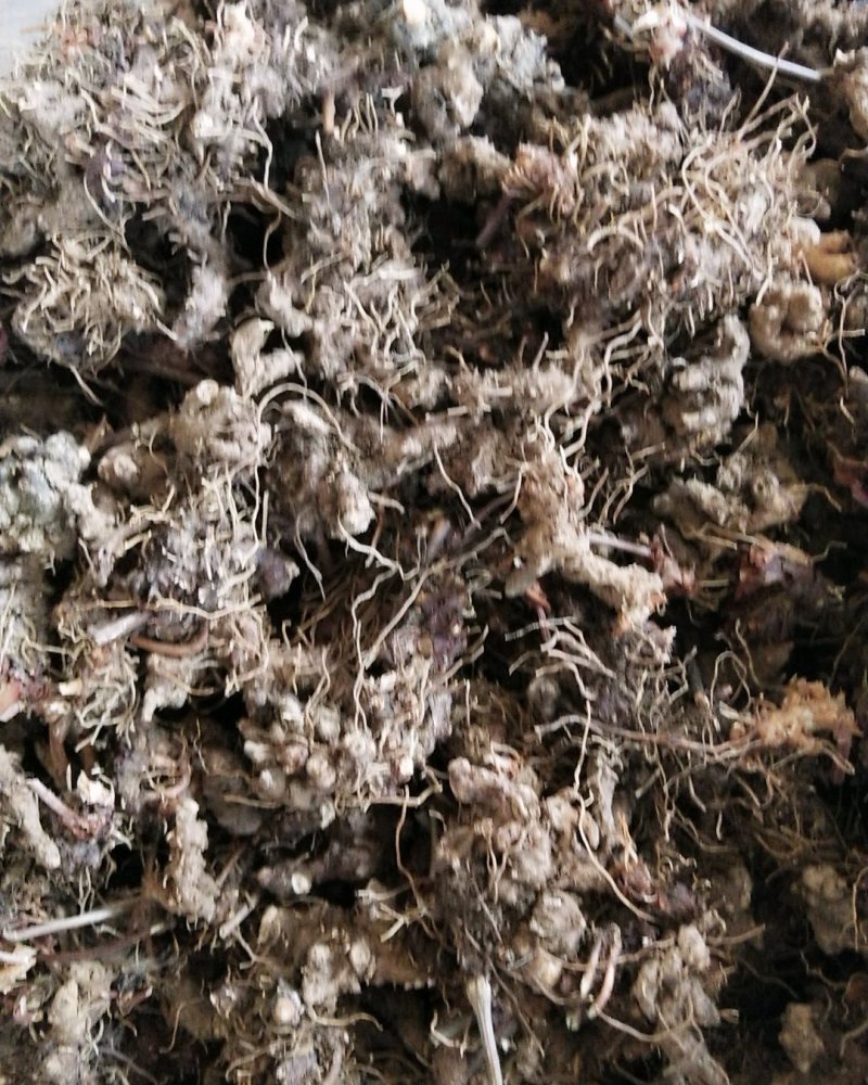 生淫羊藿叶，可泡水喝的叶子，淫羊藿根，需要的联系