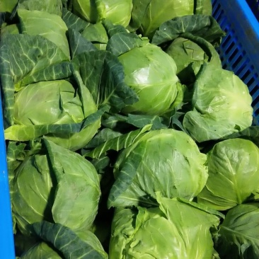 甘蓝一预冷，平台，电商食堂不限量特供