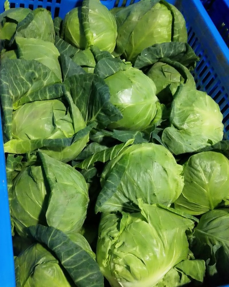 甘蓝一预冷，平台，电商食堂不限量**