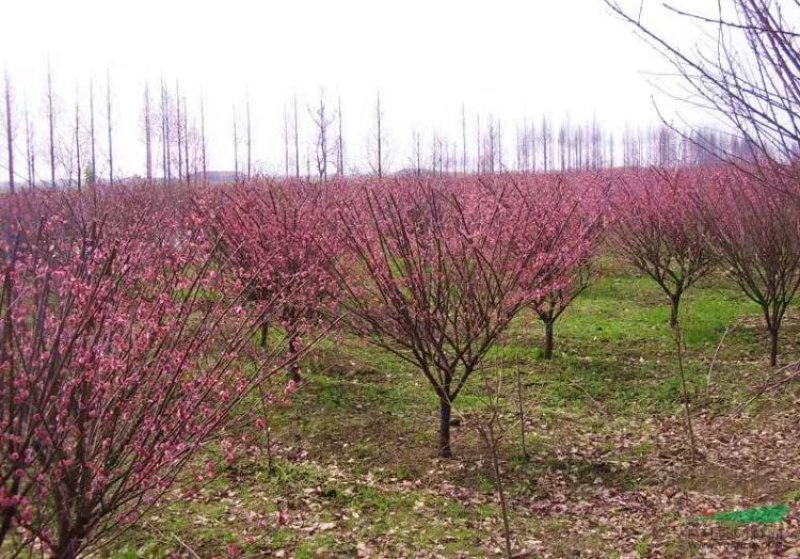 大量榆叶梅上市基地直供货源充足包技术包成活