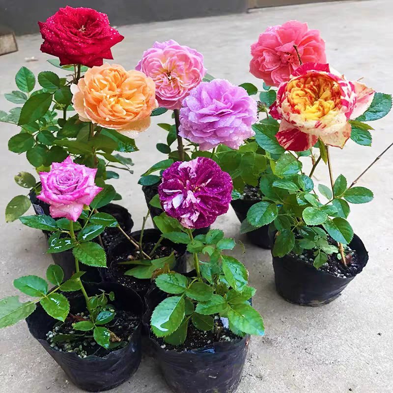 欧月藤本月季玫瑰蔷薇花苗爬藤植物四季开花庭院盆栽浓香特大