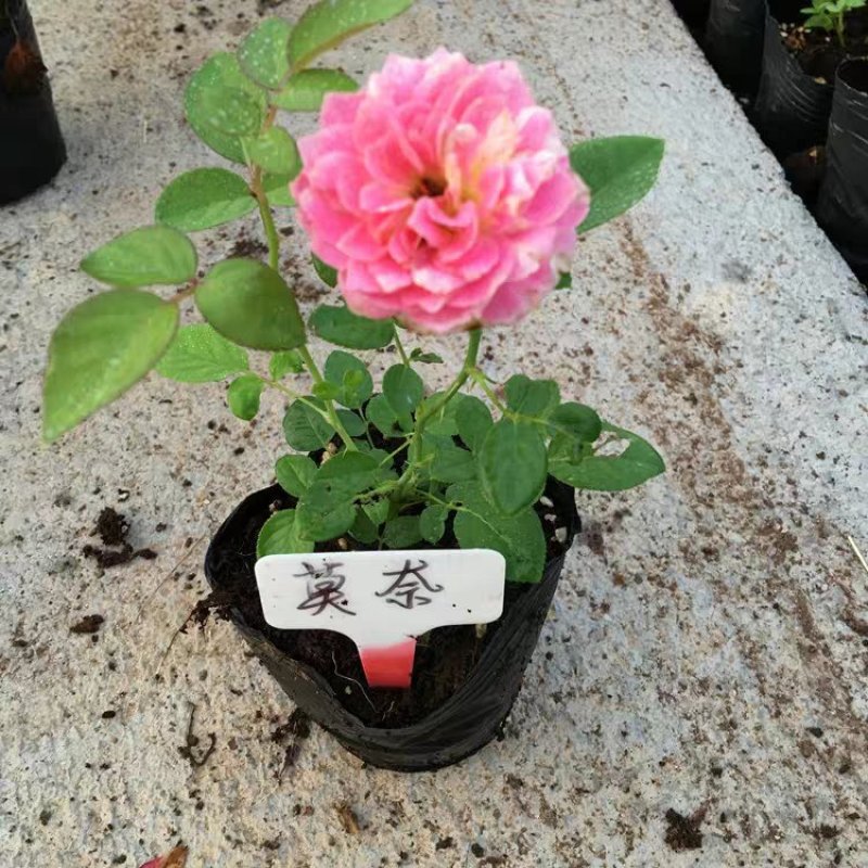 欧月藤本月季玫瑰蔷薇花苗爬藤植物四季开花庭院盆栽浓香特大