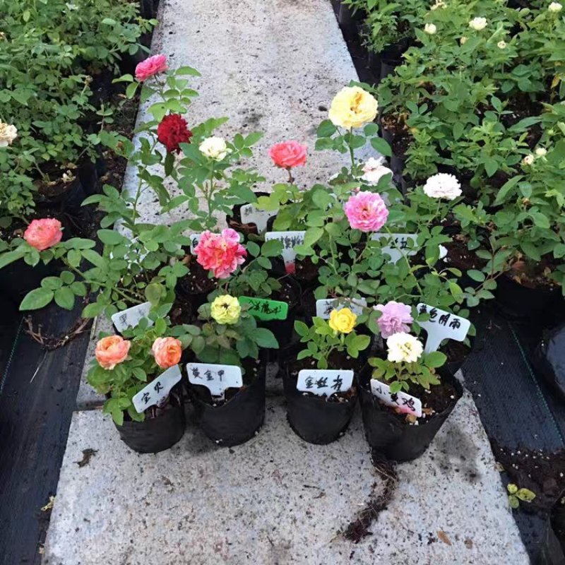 欧月藤本月季玫瑰蔷薇花苗爬藤植物四季开花庭院盆栽浓香特大