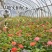 欧月藤本月季玫瑰蔷薇花苗爬藤植物四季开花庭院盆栽浓香特大