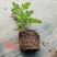 欧月藤本月季玫瑰蔷薇花苗爬藤植物四季开花庭院盆栽浓香特大