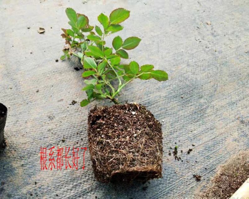 欧月藤本月季玫瑰蔷薇花苗爬藤植物四季开花庭院盆栽浓香特大