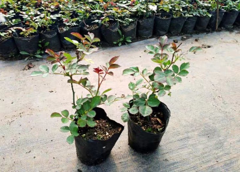 欧月藤本月季玫瑰蔷薇花苗爬藤植物四季开花庭院盆栽浓香特大