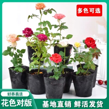 欧月藤本月季玫瑰蔷薇花苗爬藤植物四季开花庭院盆栽浓香特大