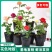 欧月藤本月季玫瑰蔷薇花苗爬藤植物四季开花庭院盆栽浓香特大