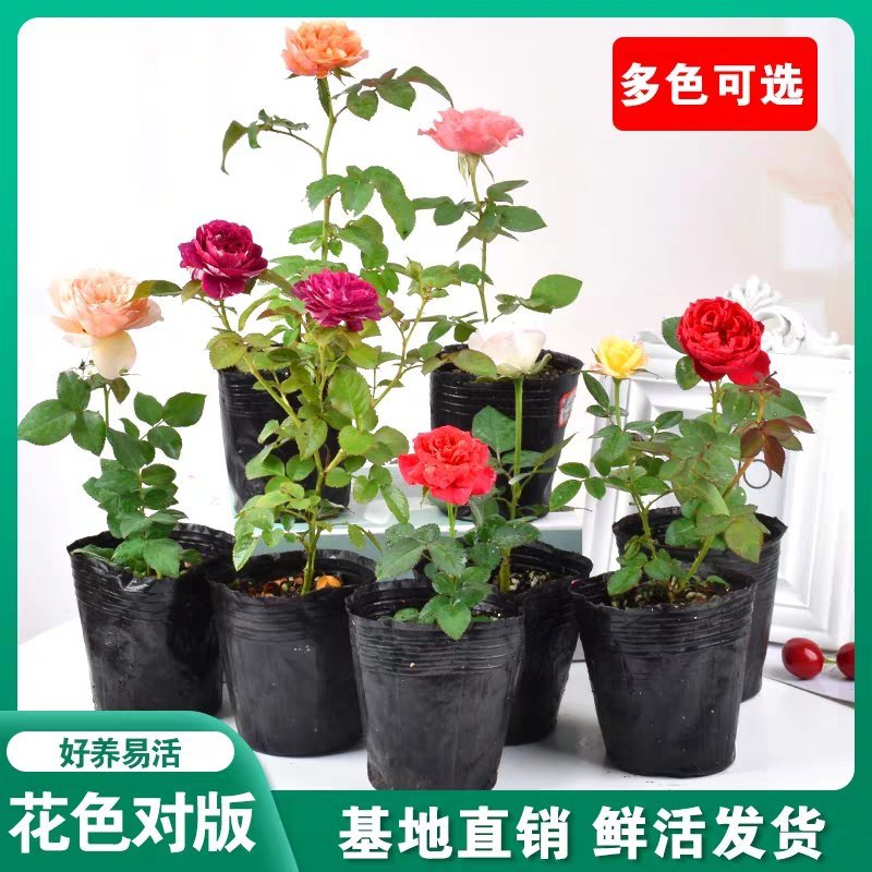 欧月藤本月季玫瑰蔷薇花苗爬藤植物四季开花庭院盆栽浓香特大