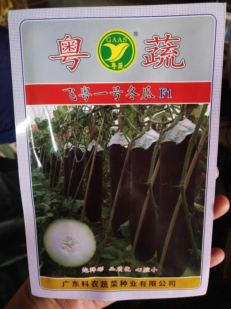 广东科农飞粤一号冬瓜