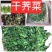 干荠菜～鲜香甜润！包馅料用吃后忘不了！