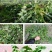 干荠菜～鲜香甜润！包馅料用吃后忘不了！