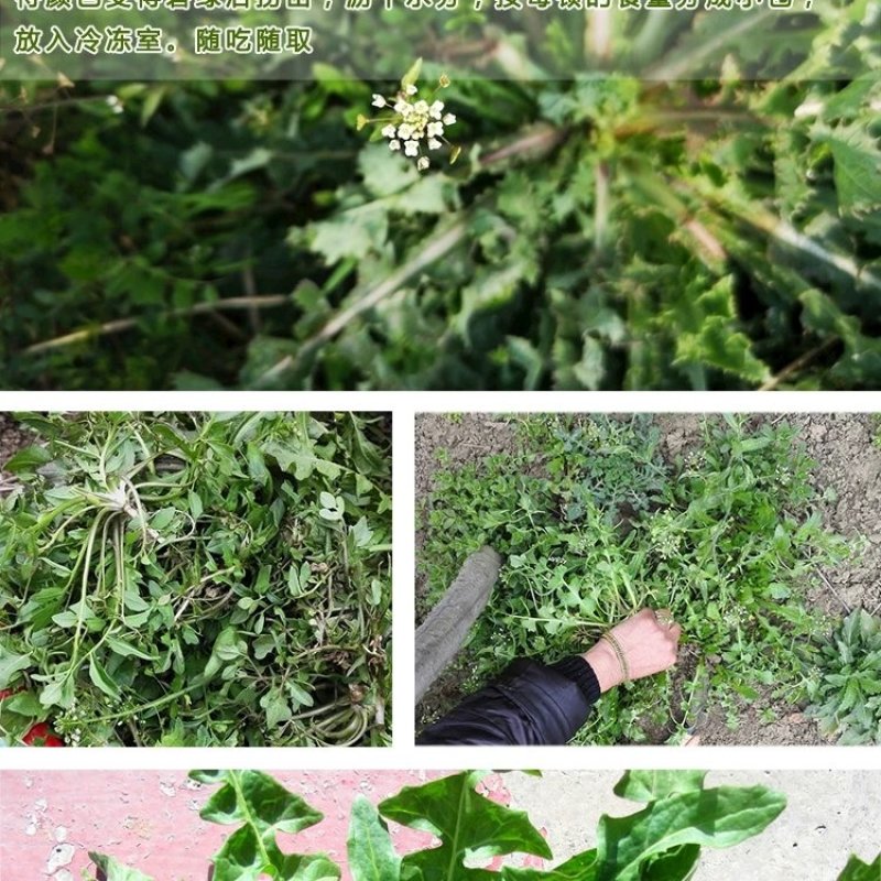 干荠菜～鲜香甜润！包馅料用吃后忘不了！