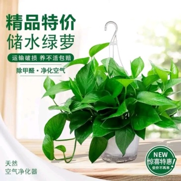 绿萝苗盆栽花卉室内除甲醛绿箩盆栽批发长藤大盆绿植批发盆栽