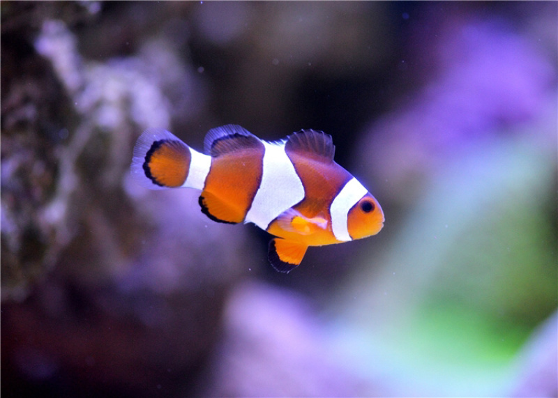 海水观赏鱼海洋观赏鱼小丑鱼观赏鱼